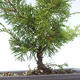 Outdoor bonsai - Juniperus chinensis Itoigawa-chiński jałowiec VB2019-26978 - 2/2