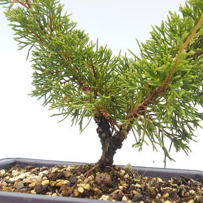 Outdoor bonsai - Juniperus chinensis Itoigawa-chiński jałowiec VB2019-26979 - 2