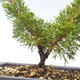 Outdoor bonsai - Juniperus chinensis Itoigawa-chiński jałowiec VB2019-26979 - 2/2