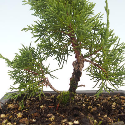 Outdoor bonsai - Juniperus chinensis Itoigawa-chiński jałowiec VB2019-26980 - 2