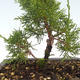 Outdoor bonsai - Juniperus chinensis Itoigawa-chiński jałowiec VB2019-26980 - 2/2