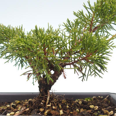 Outdoor bonsai - Juniperus chinensis Itoigawa-chiński jałowiec VB2019-26981 - 2