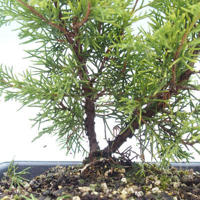 Outdoor bonsai - Juniperus chinensis Itoigawa-chiński jałowiec VB2019-26982 - 2