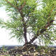 Outdoor bonsai - Juniperus chinensis Itoigawa-chiński jałowiec VB2019-26982 - 2/2