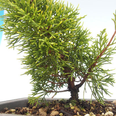 Outdoor bonsai - Juniperus chinensis Itoigawa-chiński jałowiec VB2019-26983 - 2