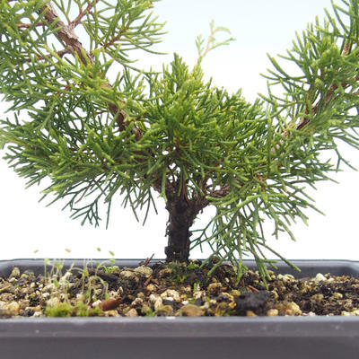 Outdoor bonsai - Juniperus chinensis Itoigawa-chiński jałowiec VB2019-26984 - 2