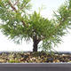 Outdoor bonsai - Juniperus chinensis Itoigawa-chiński jałowiec VB2019-26984 - 2/2