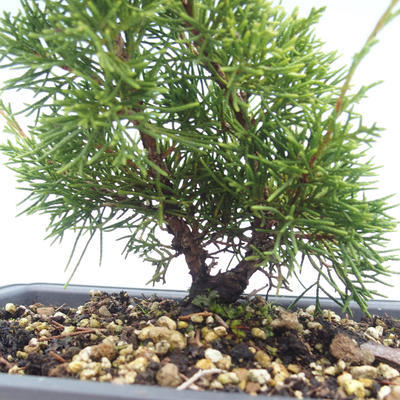 Outdoor bonsai - Juniperus chinensis Itoigawa-chiński jałowiec VB2019-26988 - 2