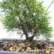 Outdoor bonsai - Juniperus chinensis Itoigawa-chiński jałowiec VB2019-26988 - 2/2