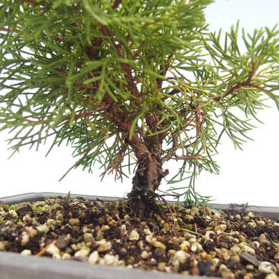 Outdoor bonsai - Juniperus chinensis Itoigawa-chiński jałowiec VB2019-26989 - 2