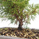 Outdoor bonsai - Juniperus chinensis Itoigawa-chiński jałowiec VB2019-26989 - 2/2