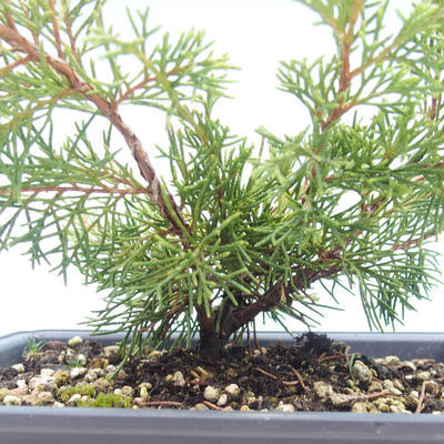 Outdoor bonsai - Juniperus chinensis Itoigawa-chiński jałowiec VB2019-26990 - 2