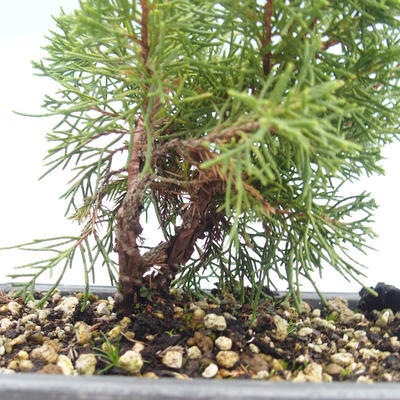 Outdoor bonsai - Juniperus chinensis Itoigawa-chiński jałowiec VB2019-26993 - 2