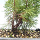 Outdoor bonsai - Juniperus chinensis Itoigawa-chiński jałowiec VB2019-26993 - 2/2