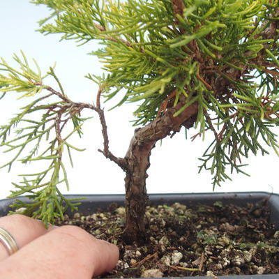 Outdoor bonsai - Juniperus chinensis Itoigawa-chiński jałowiec VB2019-26994 - 2