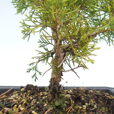 Outdoor bonsai - Juniperus chinensis Itoigawa-chiński jałowiec VB2019-26997 - 2