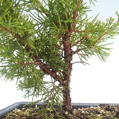 Outdoor bonsai - Juniperus chinensis Itoigawa-chiński jałowiec VB2019-26998 - 2