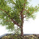 Outdoor bonsai - Juniperus chinensis Itoigawa-chiński jałowiec VB2019-26998 - 2/2