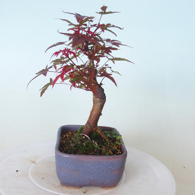 Bonsai outdoor - Maple palmatum DESHOJO - Maple palmate - 2