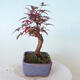 Bonsai outdoor - Maple palmatum DESHOJO - Maple palmate - 2/5