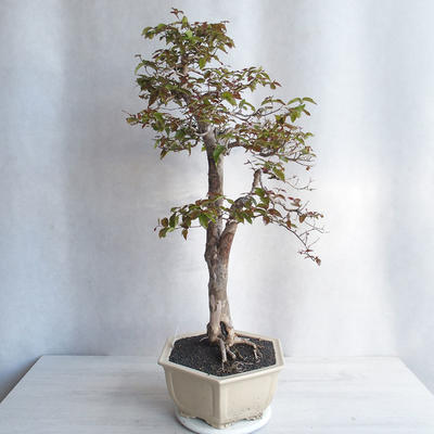 Room Bonsai - Australian Cherry - Eugenia uniflora - 2