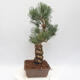 Outdoor bonsai - Pinus parviflora - Sosna biała - 2/4