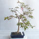 Room Bonsai - Australian Cherry - Eugenia uniflora - 2/4