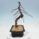 Outdoor bonsai -Larix decidua - modrzew - 2/5