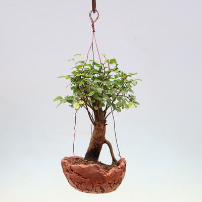 Kokedama w ceramice - Ulmus parvifolia - wiąz drobnolistny - 2