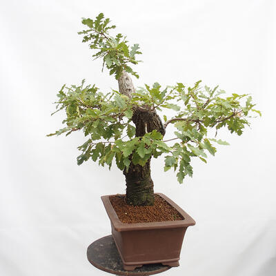 Bonsai zewnętrzne Quercus Cerris - Dąb Cer - 2