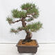 Bonsai ogrodowe - Pinus thunbergii - Sosna Thunberg - 2/5