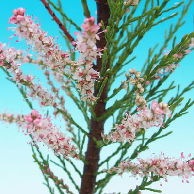 Outdoor bonsai - Tamaris parviflora Small Tamarisk - 2