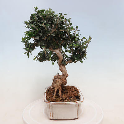 Bonsai do wnętrz - Olea europaea sylvestris - europejska oliwa drobnolistna - 2