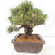 Bonsai ogrodowe - Pinus thunbergii - Sosna Thunberg - 2/4