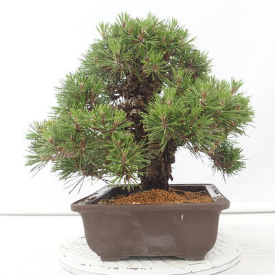 Bonsai ogrodowe - Pinus thunbergii - Sosna Thunberg - 2