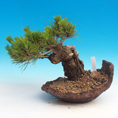 Pinus thunbergii - Sosna thunbergova - 2
