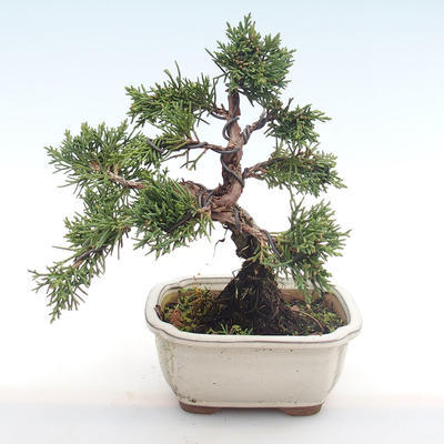 Outdoor bonsai - Juniperus chinensis - chiński jałowiec VB2020-75 - 2