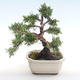 Outdoor bonsai - Juniperus chinensis - chiński jałowiec VB2020-75 - 2/2