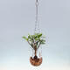Kokedama w ceramice - figowiec drobnolistny - Ficus kimmen - 2/2
