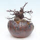 Outdoor bonsai - Pseudocydonia sinensis - Pigwa chińska - 2/7