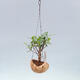 Kokedama w ceramice - figowiec drobnolistny - Ficus kimmen - 2/2