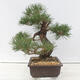 Bonsai ogrodowe - Pinus thunbergii - Sosna Thunberg - 2/5