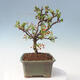 Outdoor bonsai - Malus sargentii - Jabłoń drobnoowocowa - 2/6