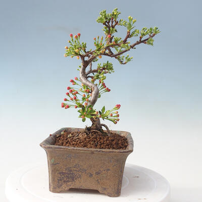 Outdoor bonsai - Malus sargentii - Jabłoń drobnoowocowa - 2