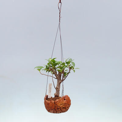 Kokedama w ceramice - figowiec drobnolistny - Ficus kimmen - 2
