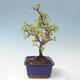 Outdoor bonsai - Malus sargentii - Jabłoń drobnoowocowa - 2/6
