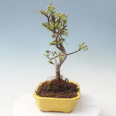 Outdoor bonsai - Malus sargentii - Jabłoń drobnoowocowa - 2
