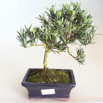 Kryty bonsai - Podocarpus - Cis kamienny PB2201177 - 2