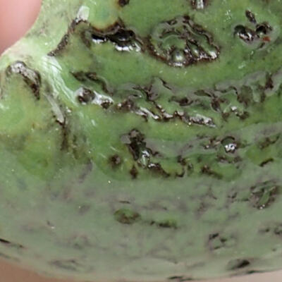 Powłoka ceramiczna 7,5 x 7 x 4,5 cm, kolor zielony - 2