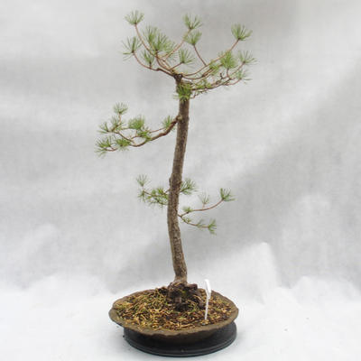 Outdoor bonsai lasu -Borovice - Pinus sylvestris - 2